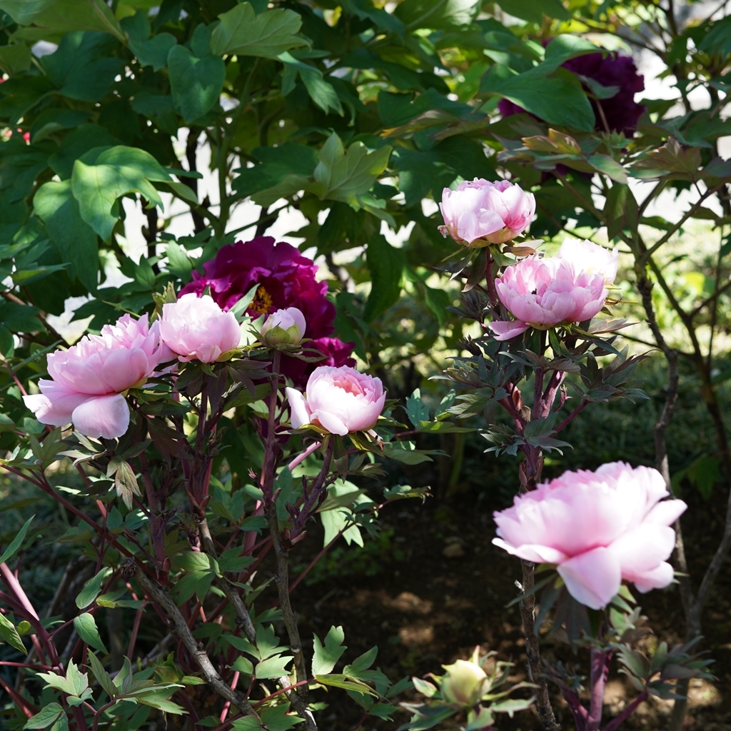 2023-04-20-Botan-004