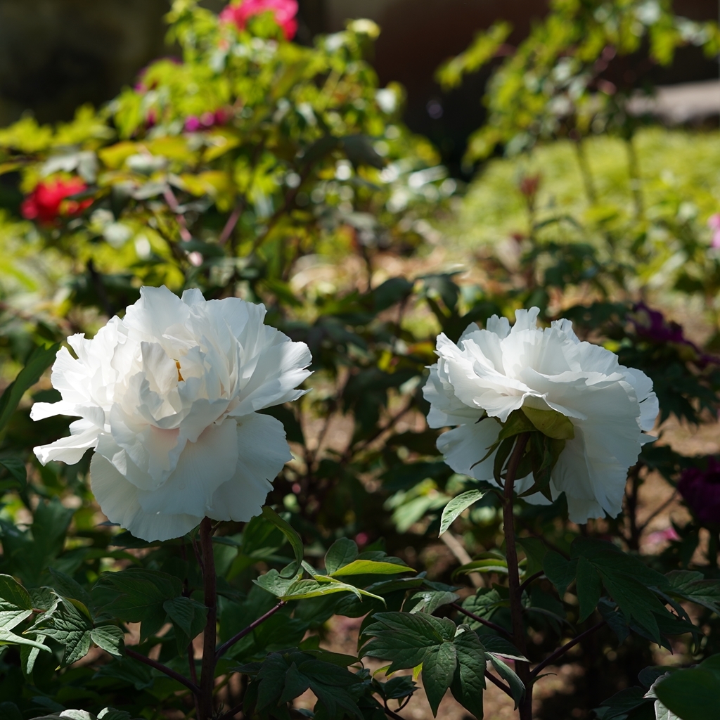 2023-04-20-Botan-005