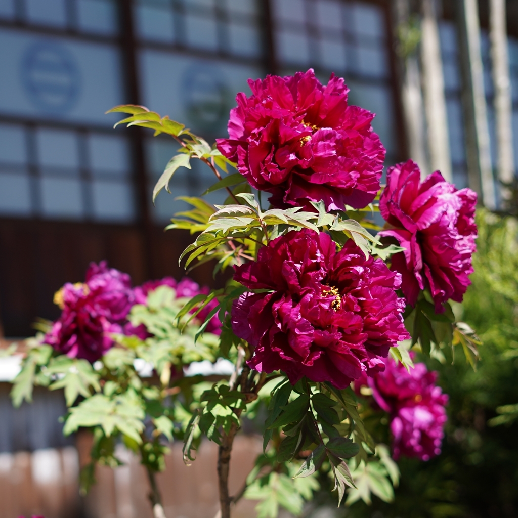 2023-04-20-Botan-006