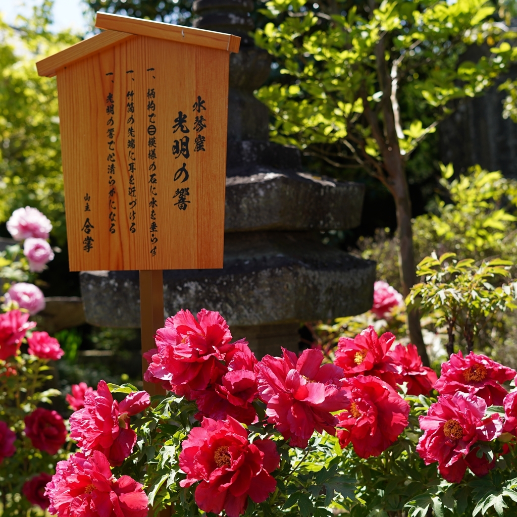 2023-04-20-Botan-007