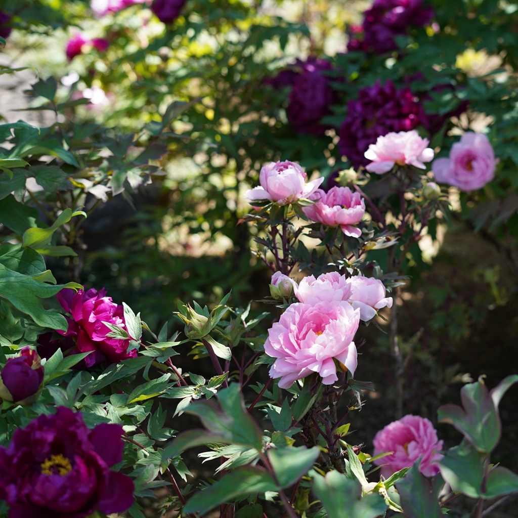 2023-04-20-Botan-008