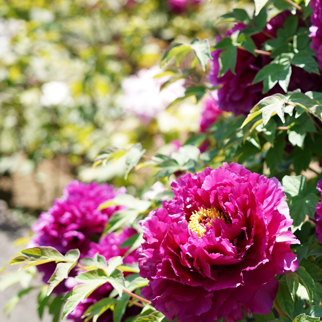 2023-04-20-Botan-009