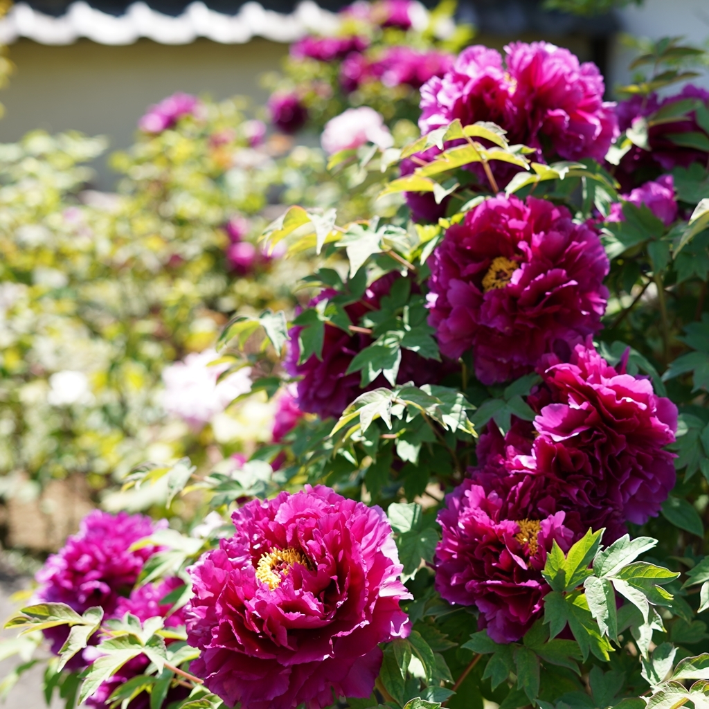 2023-04-20-Botan-012