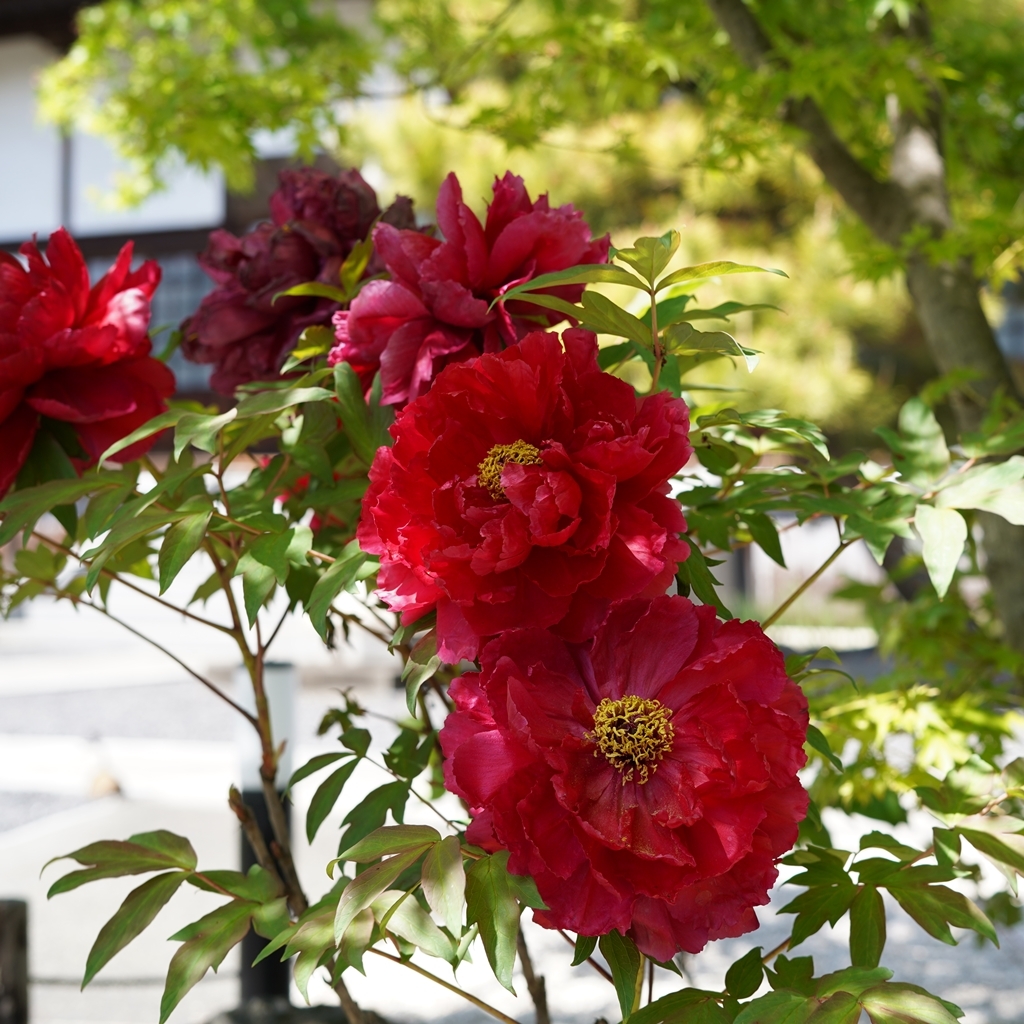 2023-04-20-Botan-013