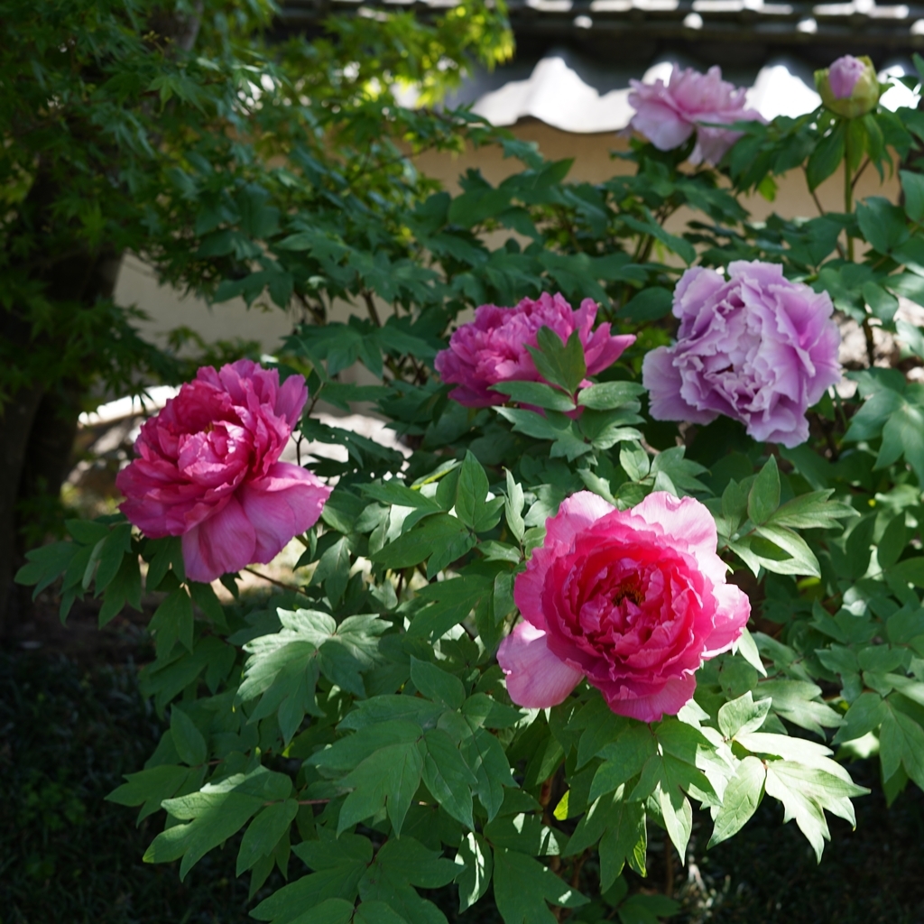 2023-04-20-Botan-016