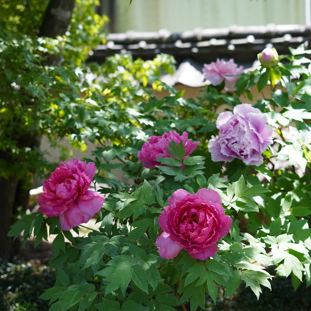 2023-04-20-Botan-017