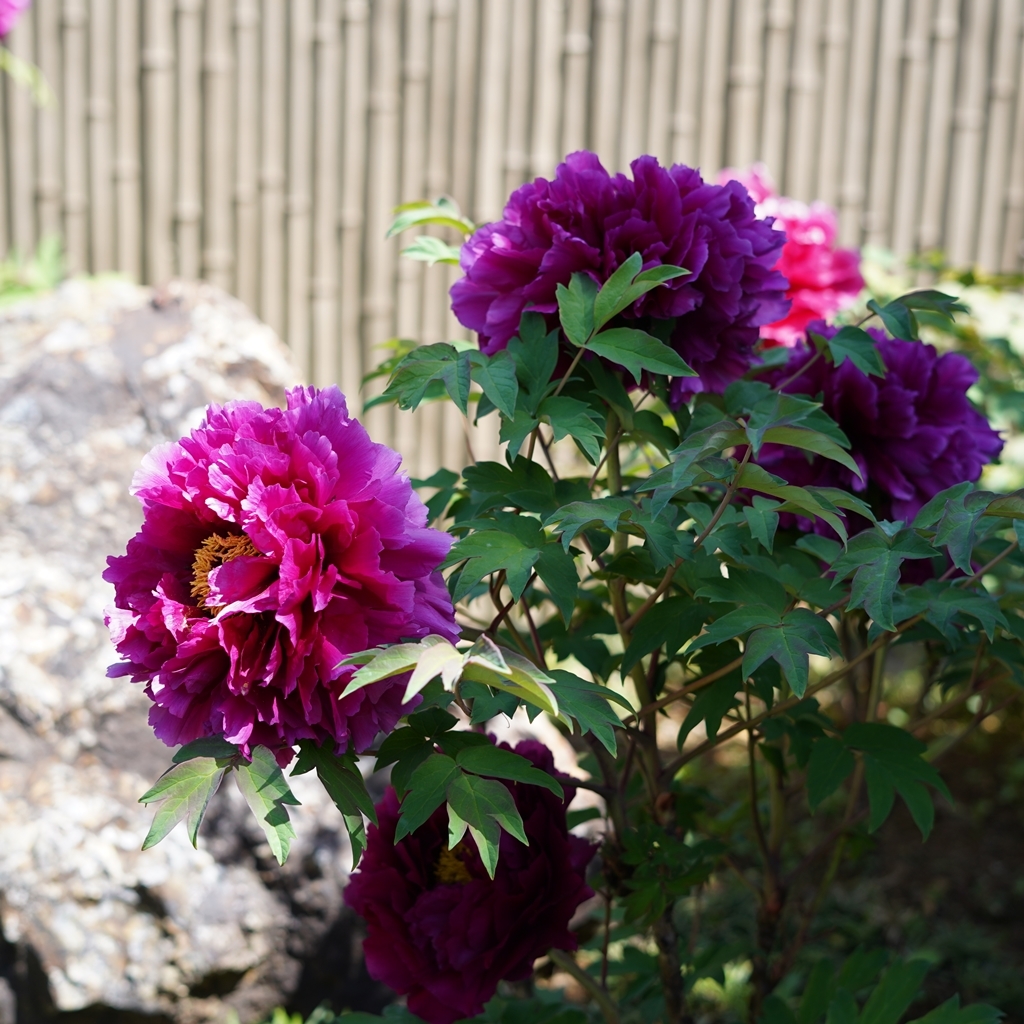 2023-04-20-Botan-018