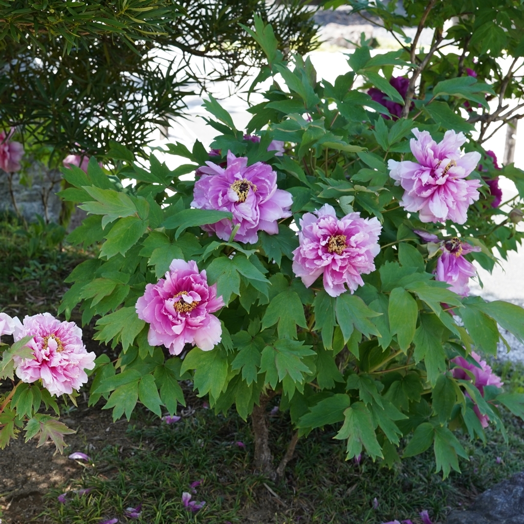 2023-04-20-Botan-019