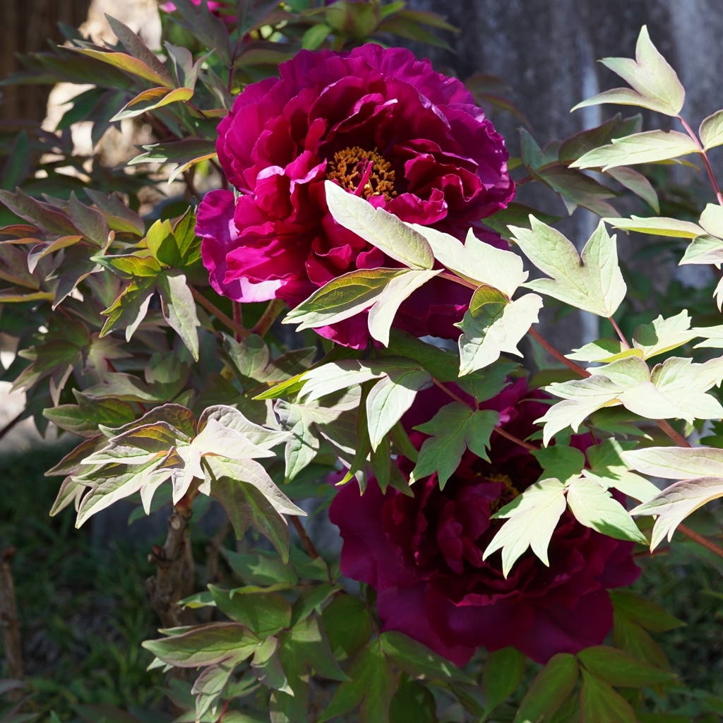 2023-04-20-Botan-020