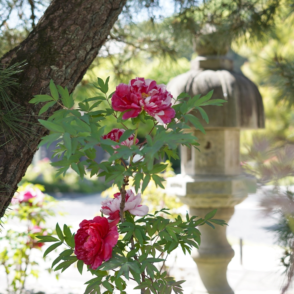 2023-04-20-Botan-021