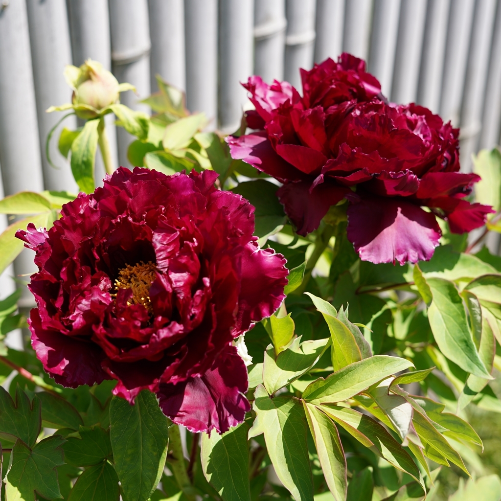 2023-04-20-Botan-023