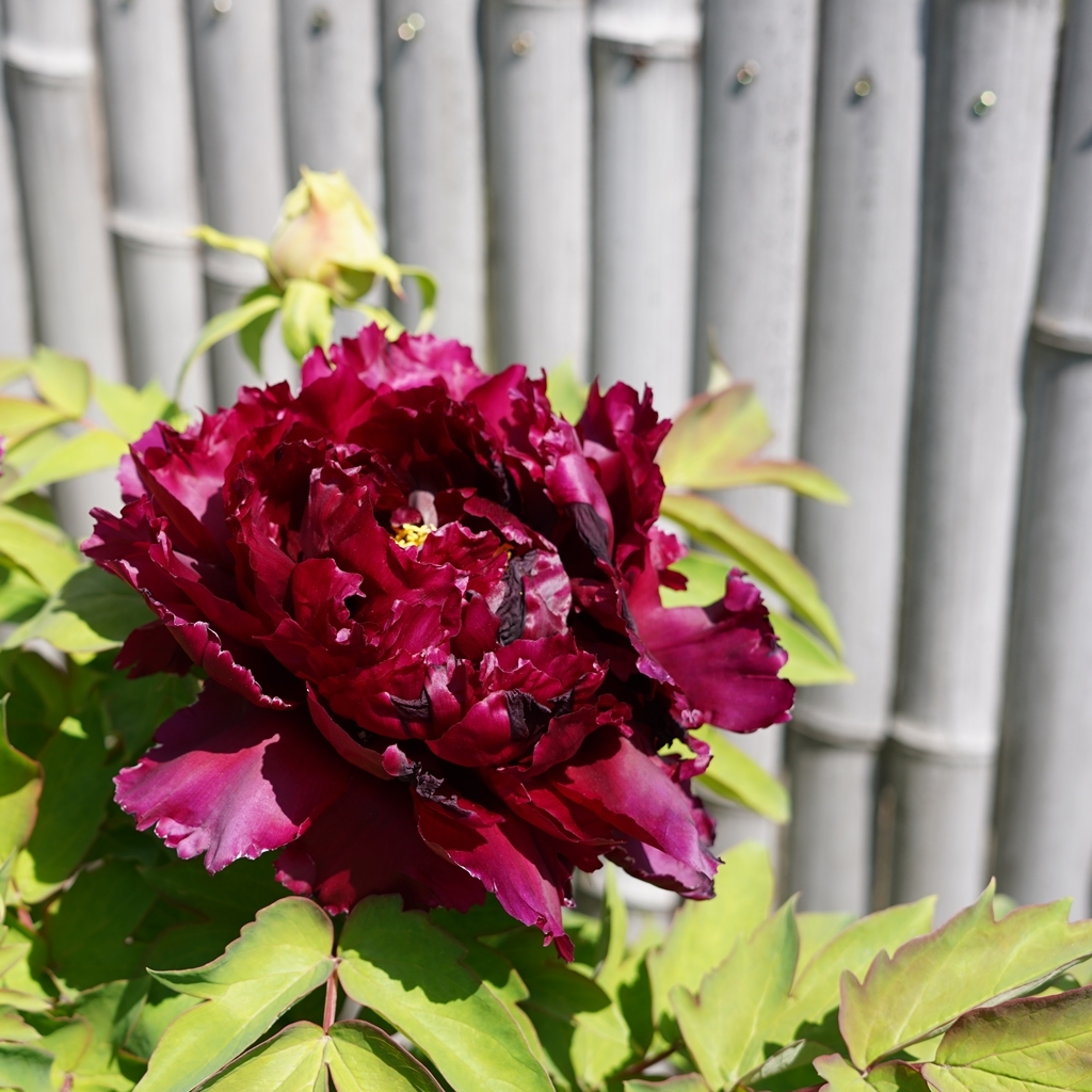 2023-04-20-Botan-024