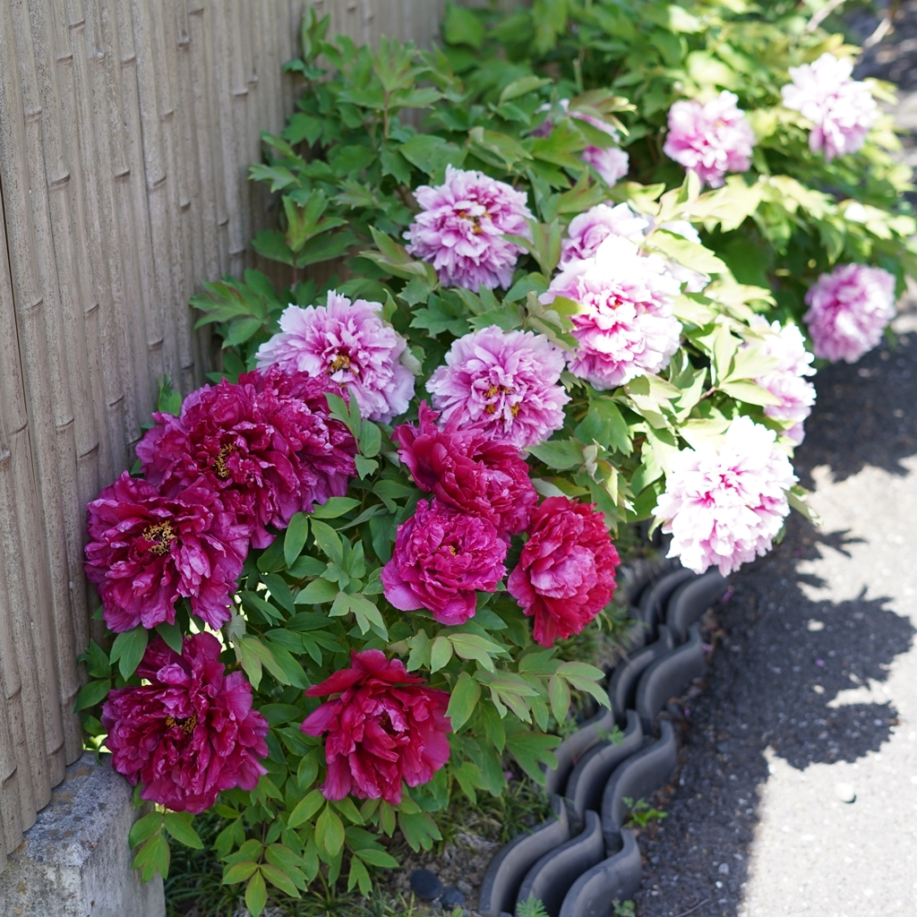 2023-04-20-Botan-025