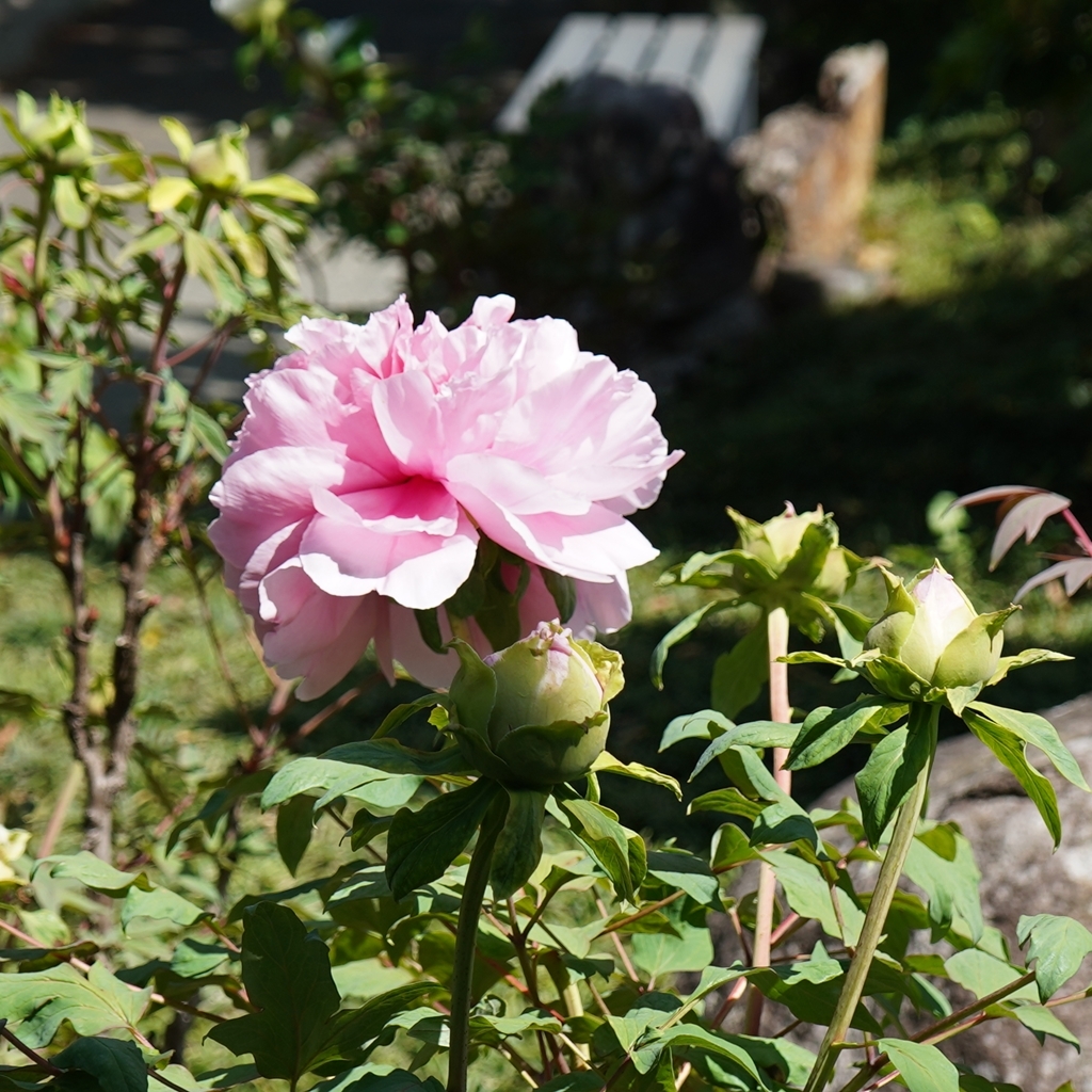 2023-04-20-Botan-026