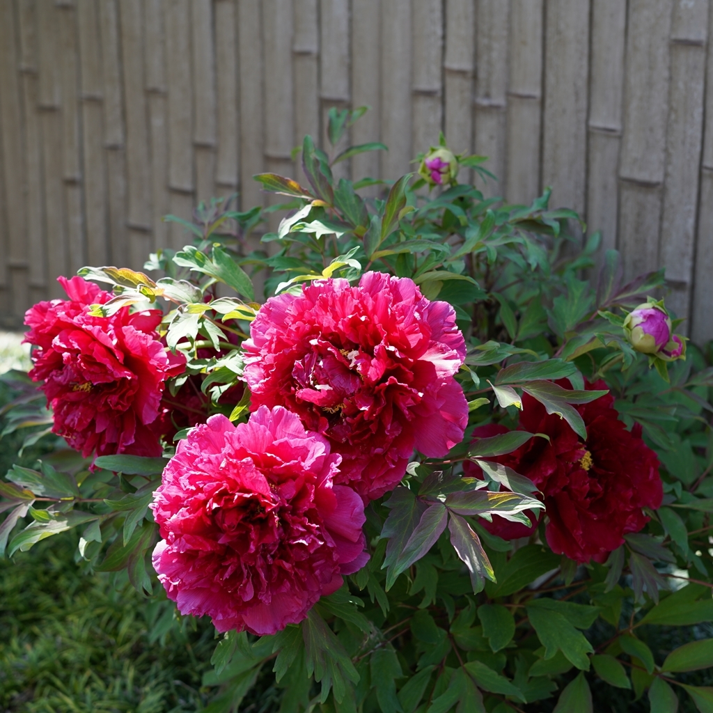 2023-04-20-Botan-027