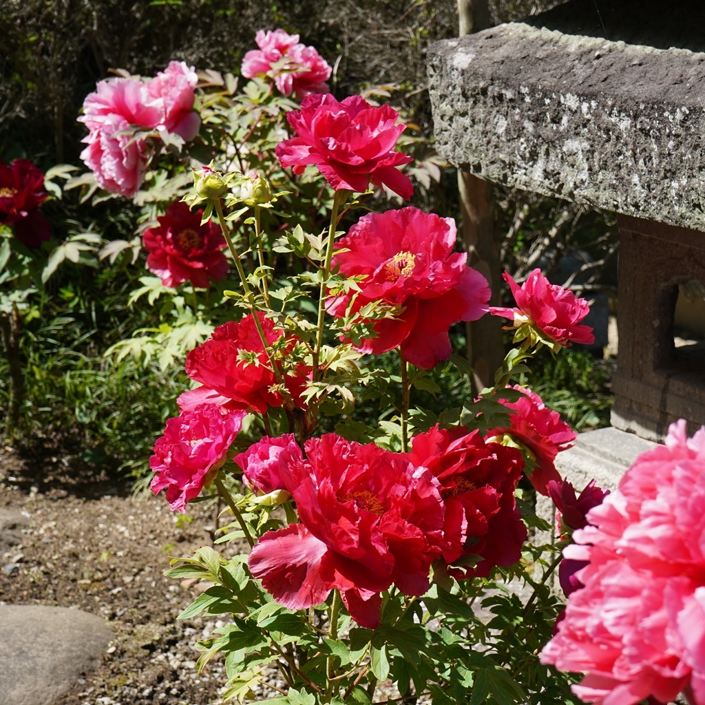 2023-04-20-Botan-032