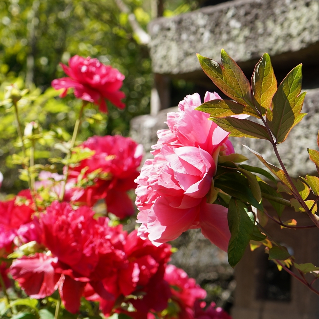 2023-04-20-Botan-033