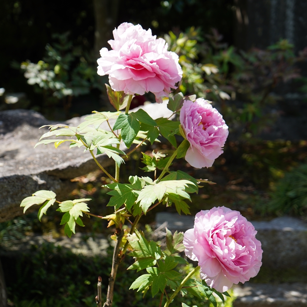 2023-04-20-Botan-034