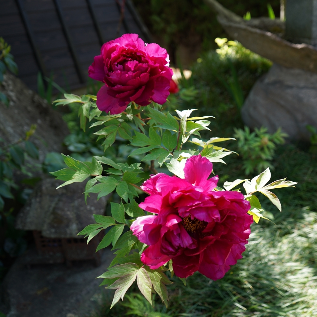 2023-04-20-Botan-035