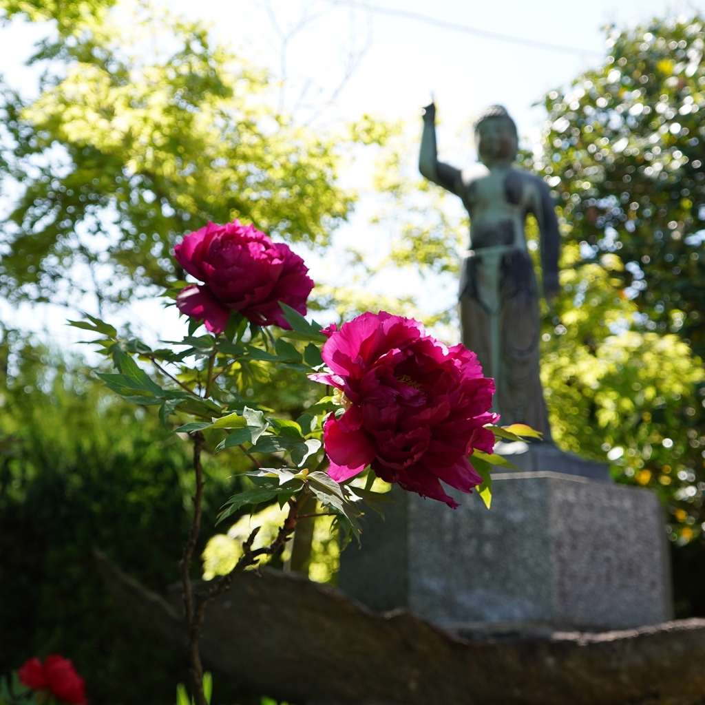 2023-04-20-Botan-036