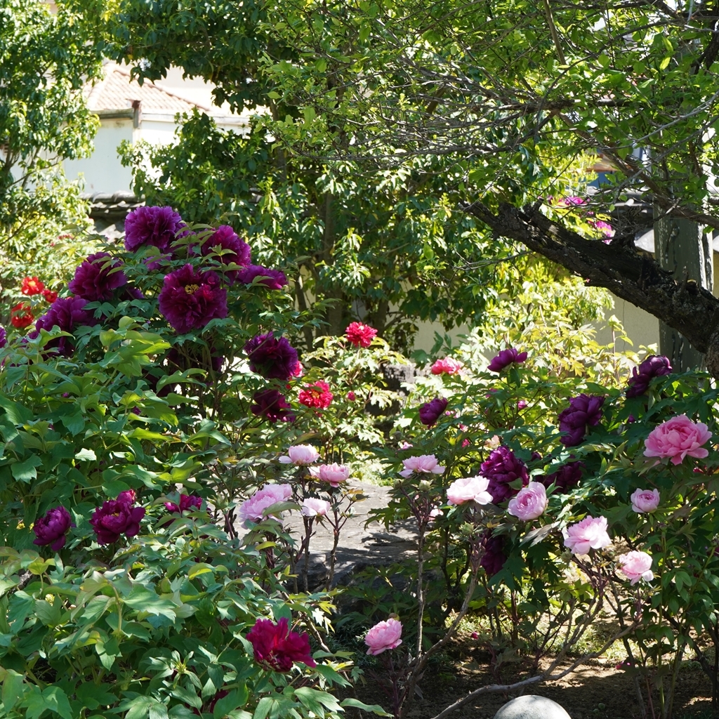 2023-04-20-Botan-039