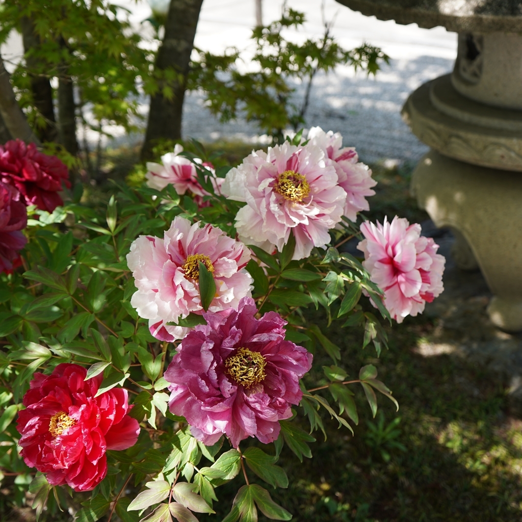 2023-04-20-Botan-041