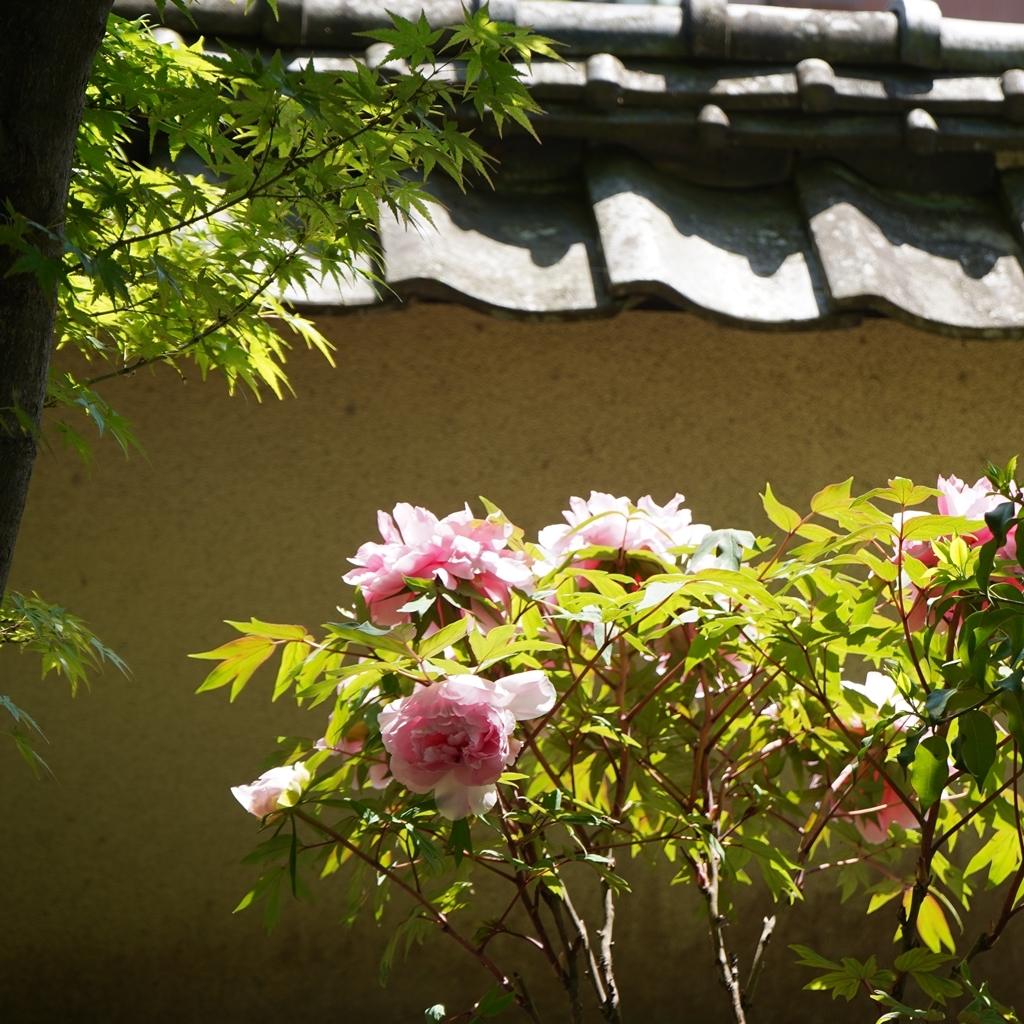 2023-04-20-Botan-043