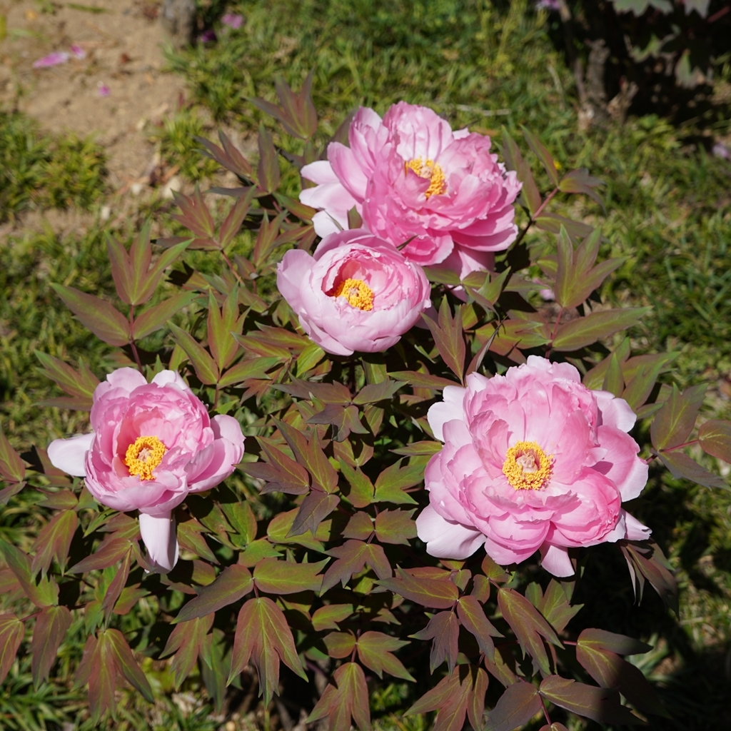 2023-04-20-Botan-044