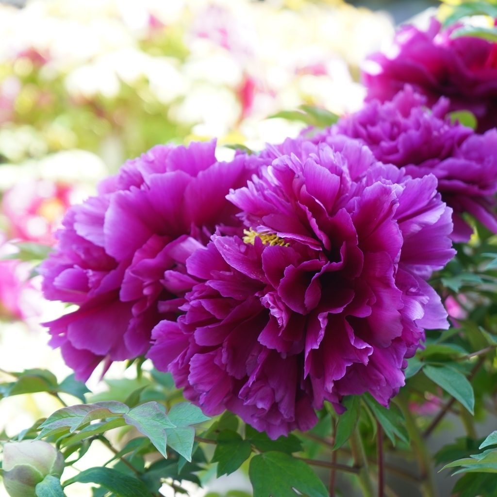 2023-04-20-Botan-045