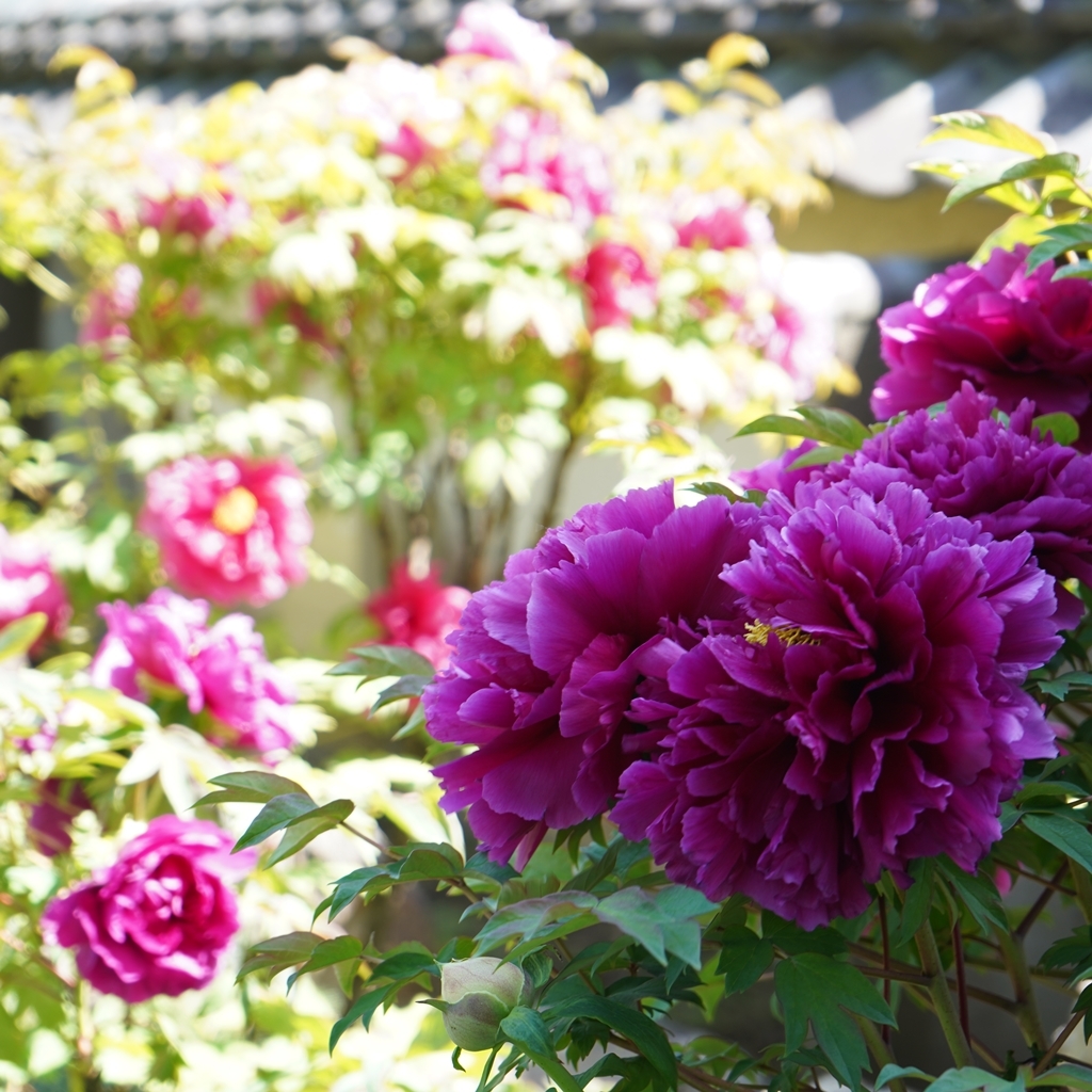 2023-04-20-Botan-046